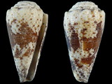 Variation36184