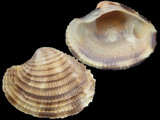 Antigona lamellaris