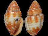 Pseudonebularia rubritincta