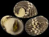 Nerita tessellata