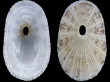 Lucapina aegis