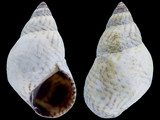 Littorina ziczac