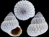 Tectarius muricatus