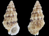 Cerithium eburneum