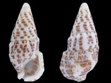 Cerithium litteratum