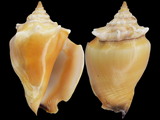 Strombus pugilis