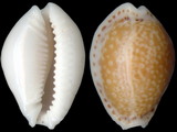 Cypraea spurca