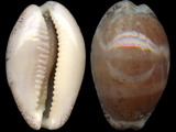 Cypraea cinerea