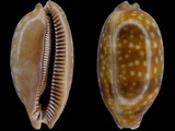 Cypraea zebra