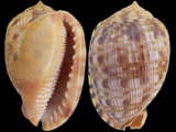 Cypraecassis testiculus