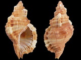 Cymatium aquatile