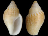 Nitidella laevigata