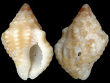 Variation16344