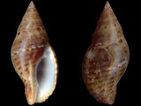 Pisania pusio