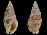 Anachis catenata