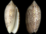 Oliva reticularis