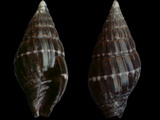 Vexillum histrio