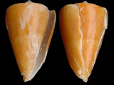 Conus daucus