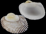 Variation46366