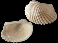 Variation26367
