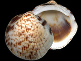 Glycymeris decussata