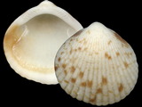 Tucetona pectinata