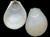 Ctenoides scabra