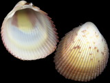 Trachycardium muricatum