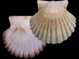 Pecten jacobaeus