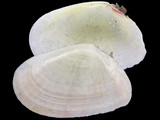 Scissula similis