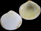 Semele proficua