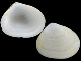 Macoma pseudomera