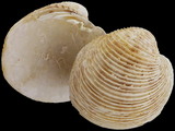 Ventricola rigida