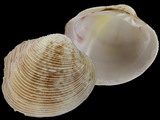 Antigona listeri