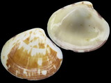 Variation26415