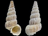 Cerithidea anticipata