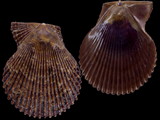 Mimachlamys varia