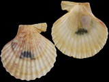 Variation46435
