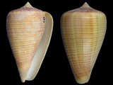 Conus figulinus