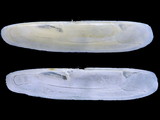 Variation36446