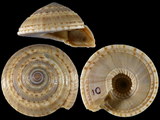 Architectonica trochlearis