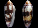 Conus violaceus