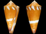 Variation26519