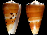 Conus barthelemyi