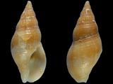 Pisania fasciculata