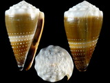 Conus lividus