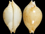 Cypraea margarita