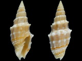 Vexillum echinatum