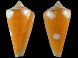 Variation46589