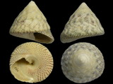 Variation1661